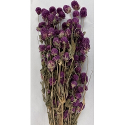 Dried Gomphrena Purple 4oz.